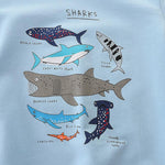 6 Packs Sharks Graphic Kid Boy Sweatshirts Wholesale - PrettyKid